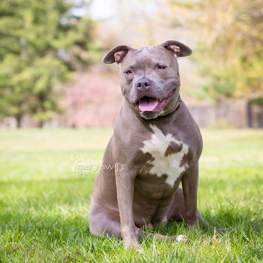 Zoey, a Adoptable mixed breed in Reisterstown, MD image 3/3