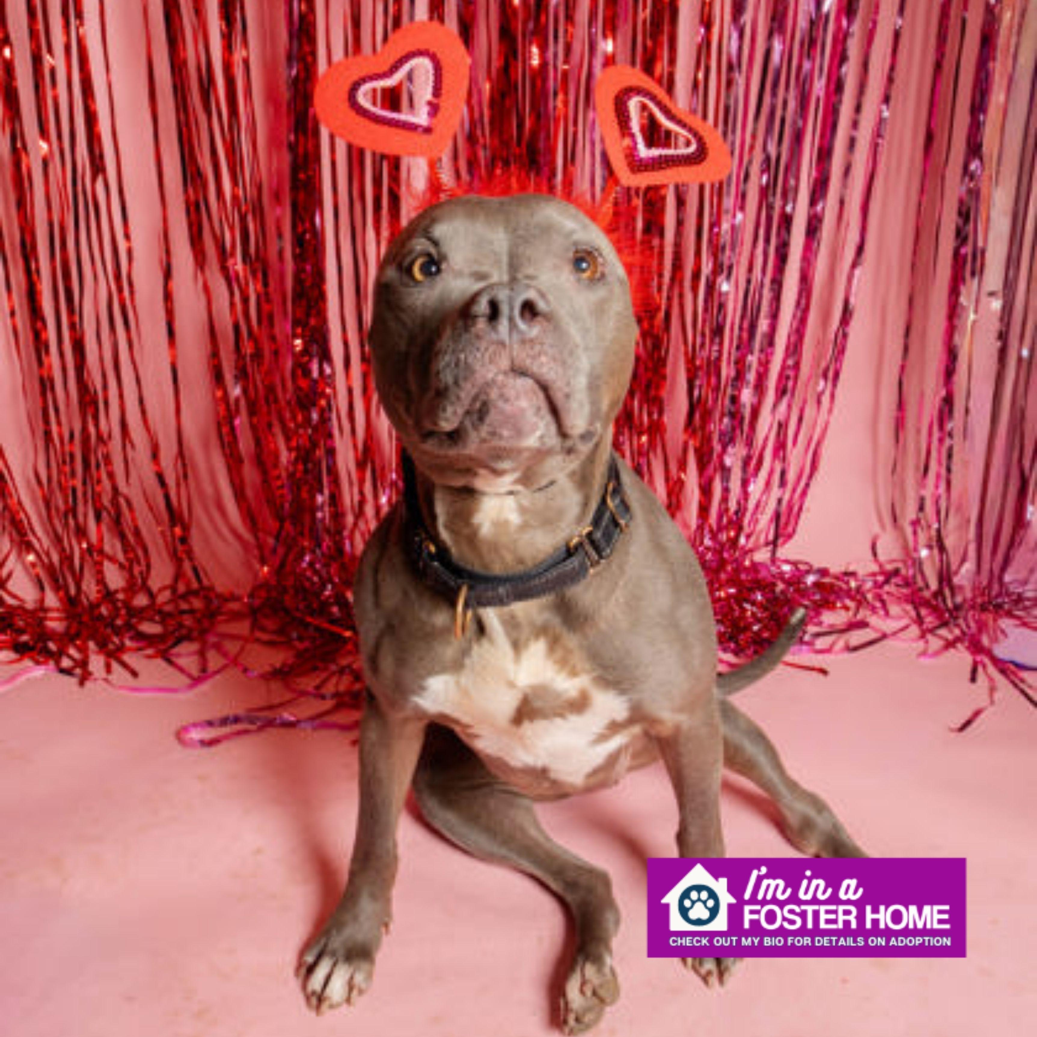 Zoey, a Adoptable mixed breed in Reisterstown, MD image 1/3