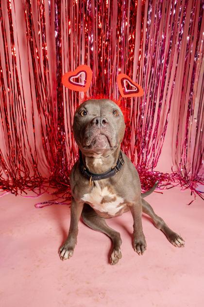 Zoey, Adoptable, Adult Female Pit Bull Terrier.