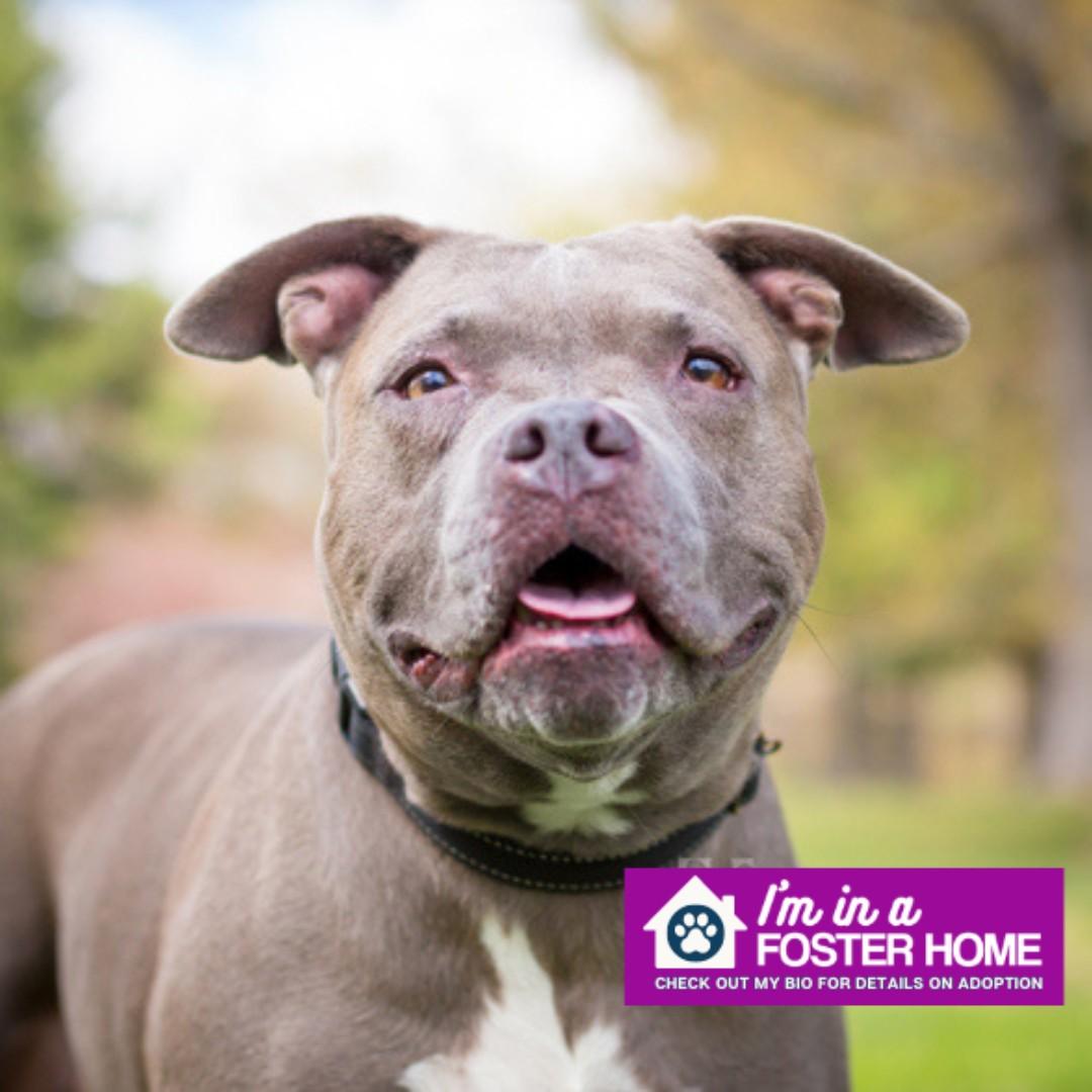 Zoey, an adoptable Pit Bull Terrier in Reisterstown, MD, 21136 | Photo Image 1