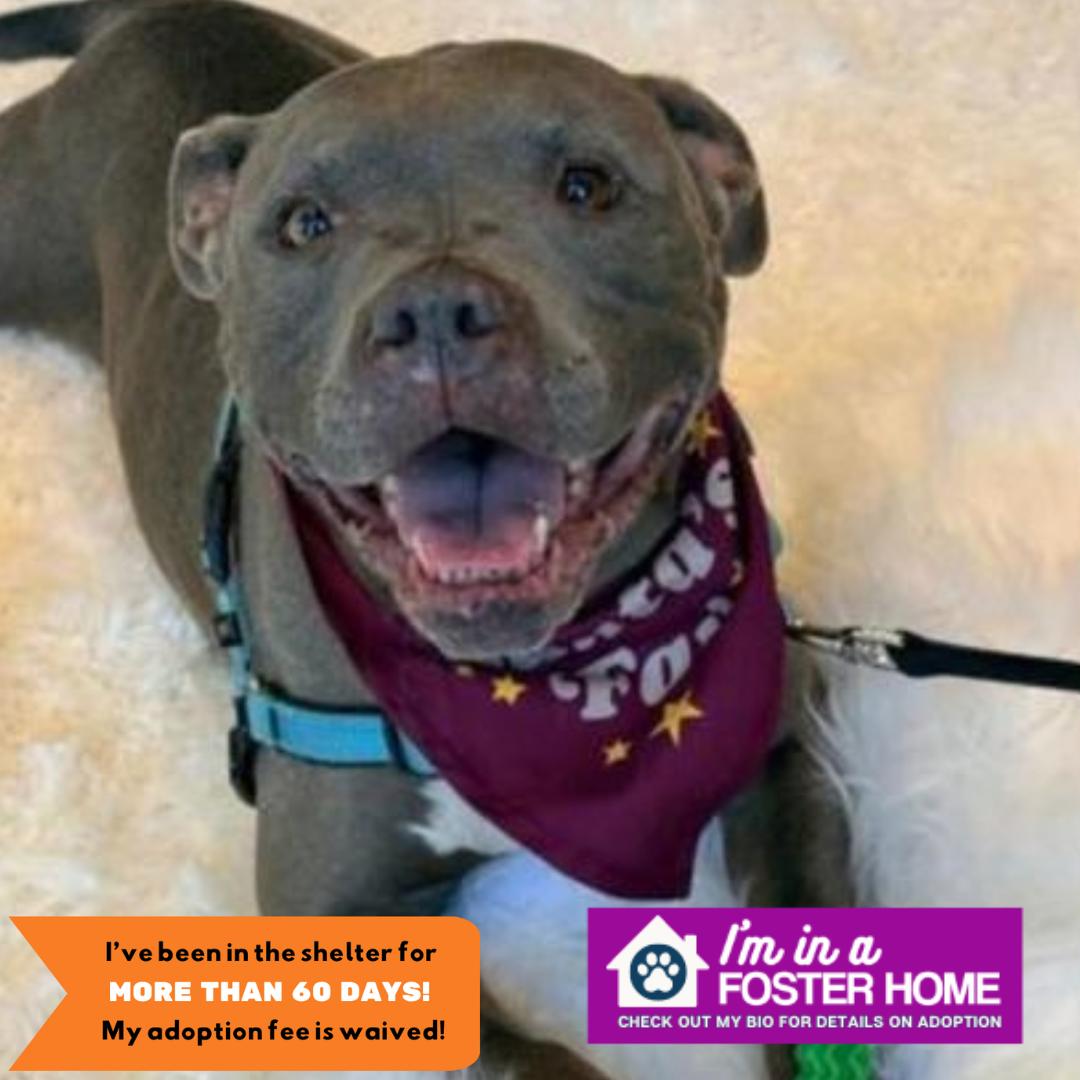 Zoey, Adoptable, Adult Female Pit Bull Terrier.