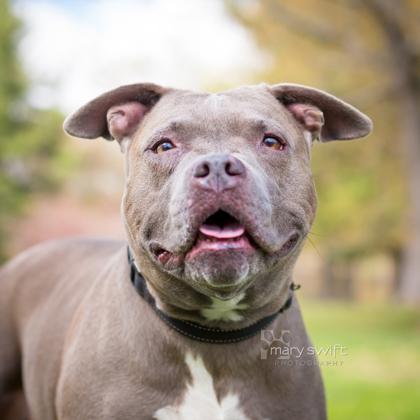 Zoey, an adoptable Pit Bull Terrier in Reisterstown, MD, 21136 | Photo Image 1