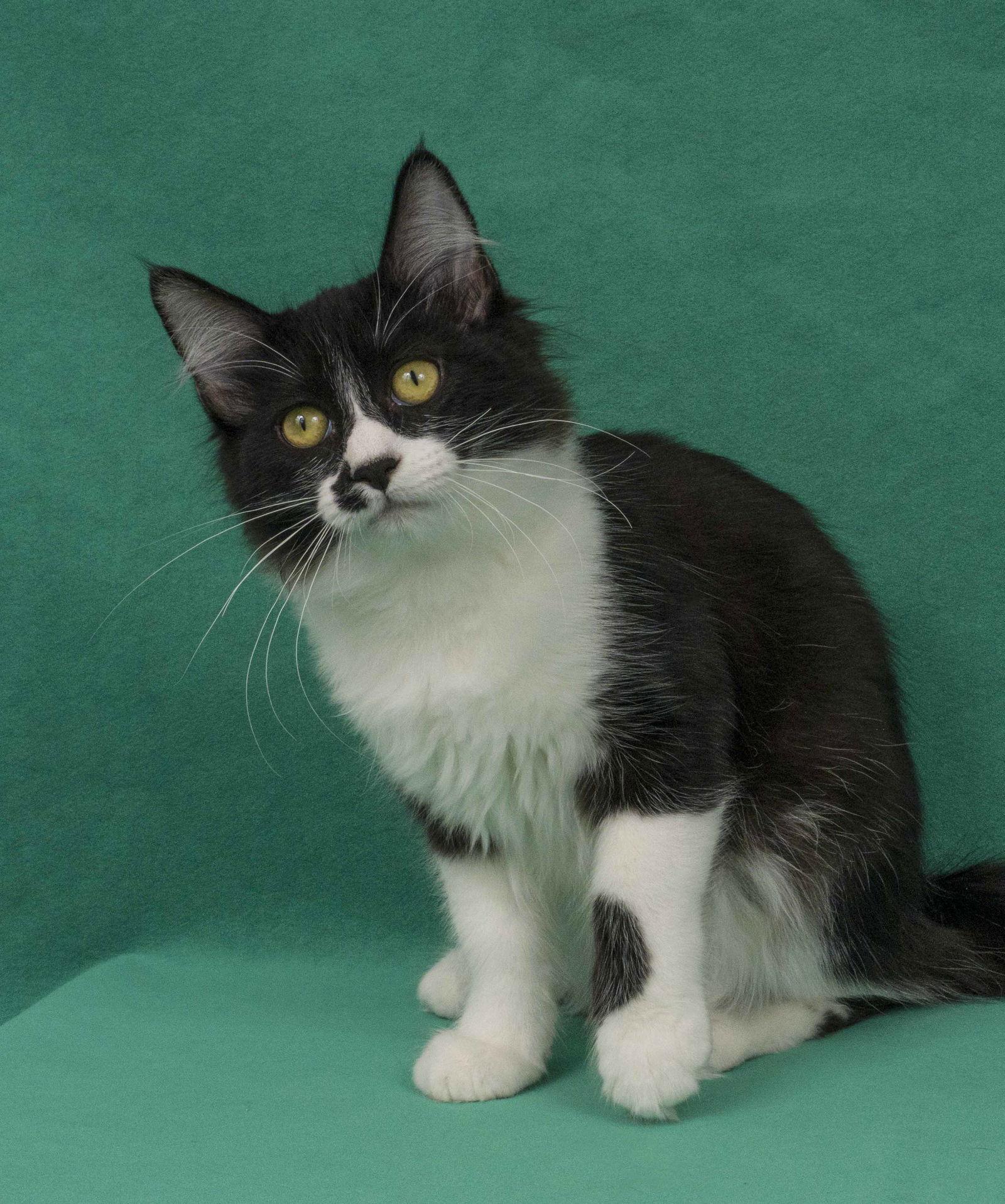 Prato, Adopted, Young Female Domestic Long Hair.