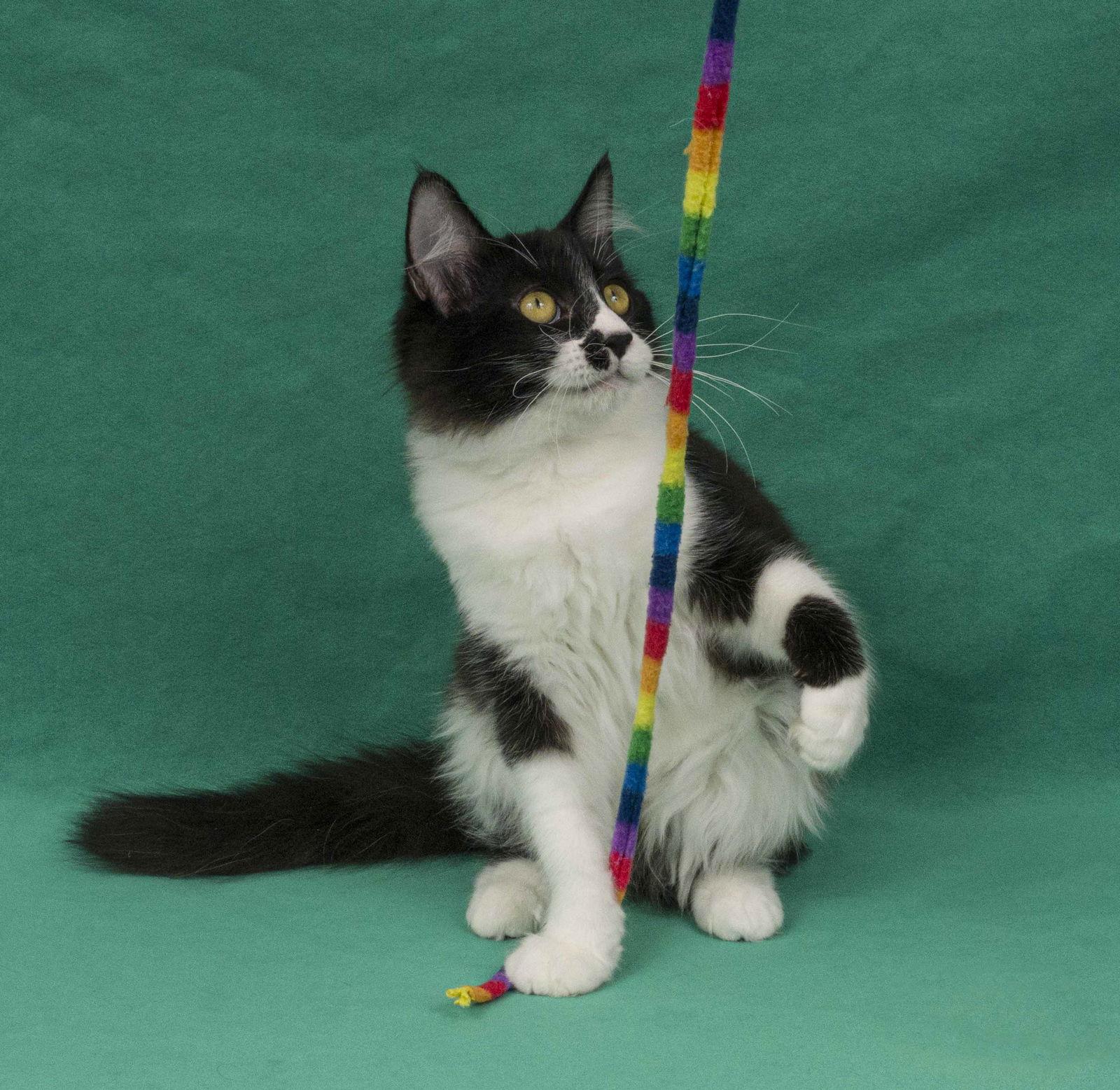 Enlarge Prato, a Adopted Domestic Long Hair in Davis, CA image 2/3