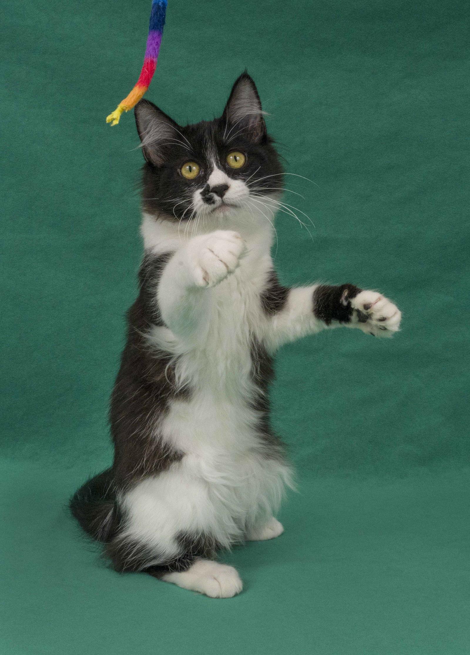 Enlarge Prato, a Adopted Domestic Long Hair in Davis, CA image 3/3