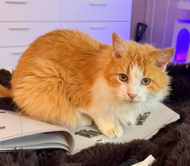 Creamsicle, Adoptable, Adult Female Domestic Long Hair & Domestic Short Hair.