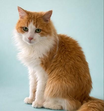 Enlarge Creamsicle, a Adoptable mixed breed in Hudson, MA image 2/3