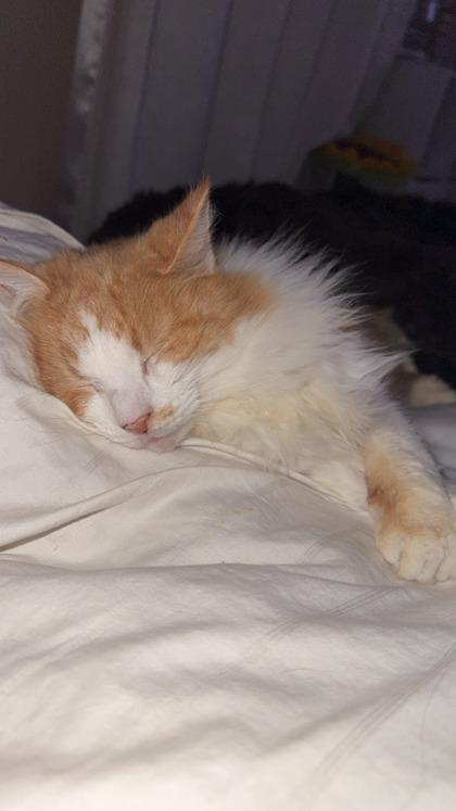 Enlarge Creamsicle, a Adoptable mixed breed in Hudson, MA image 3/3