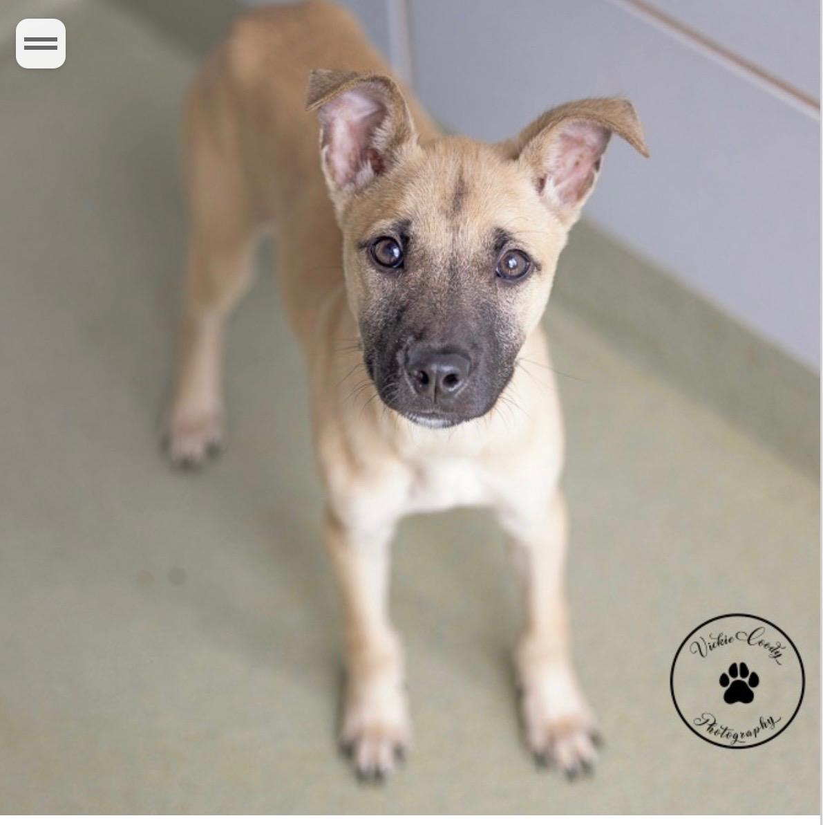Enlarge Ritz, a Adoptable mixed breed in Copiague, NY image 3/6