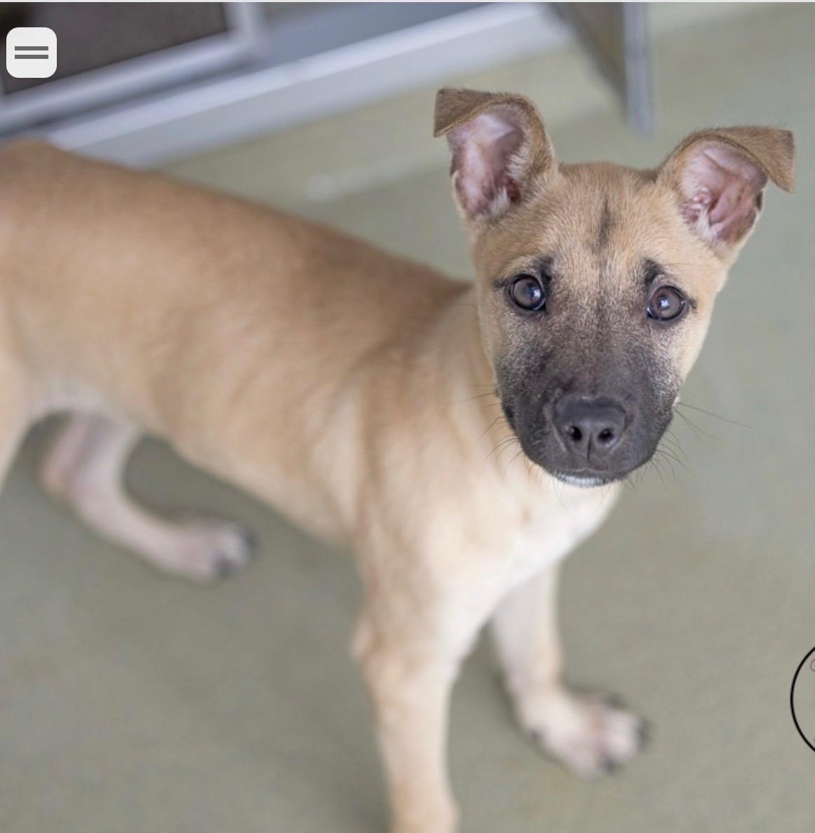 Enlarge Ritz, a Adoptable mixed breed in Copiague, NY image 4/6