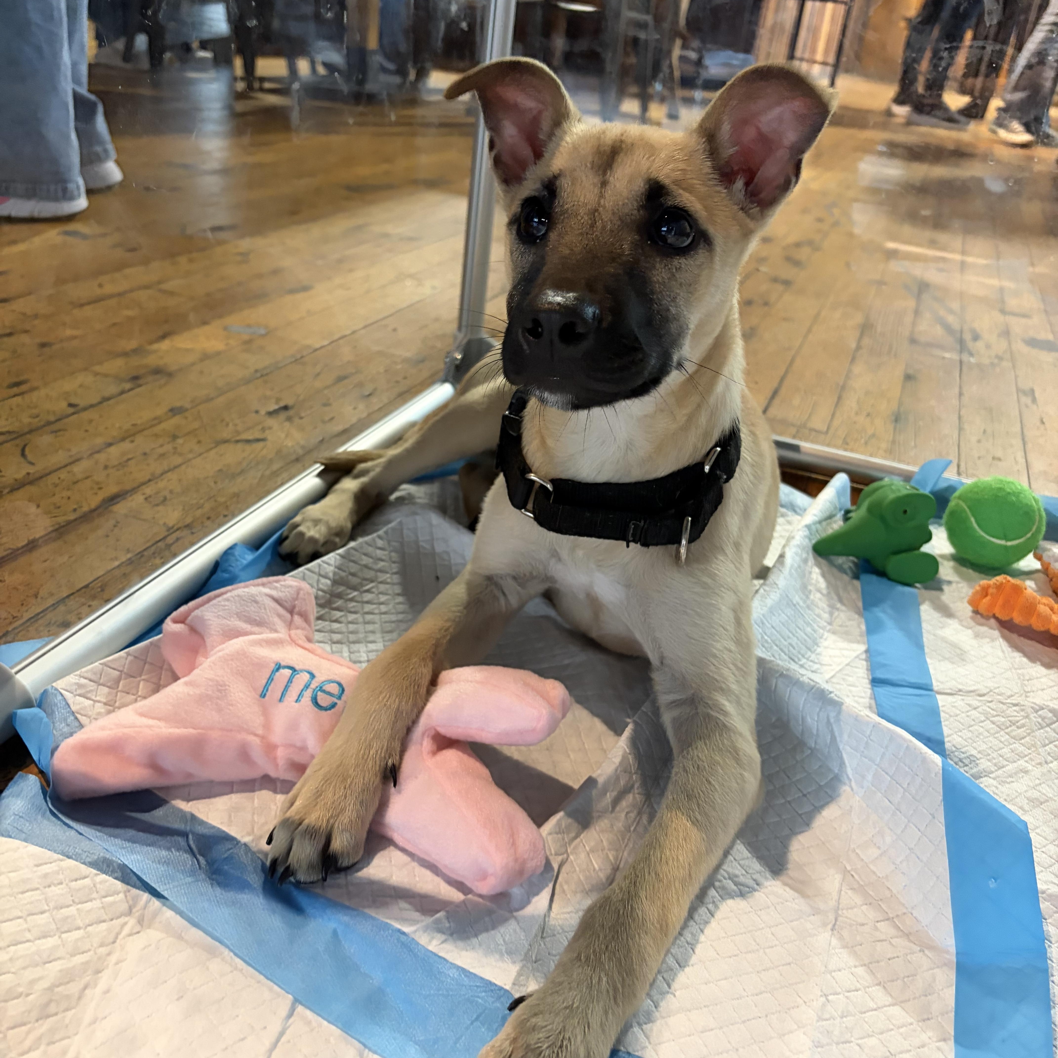 Enlarge Ritz, a Adoptable mixed breed in Copiague, NY image 1/6