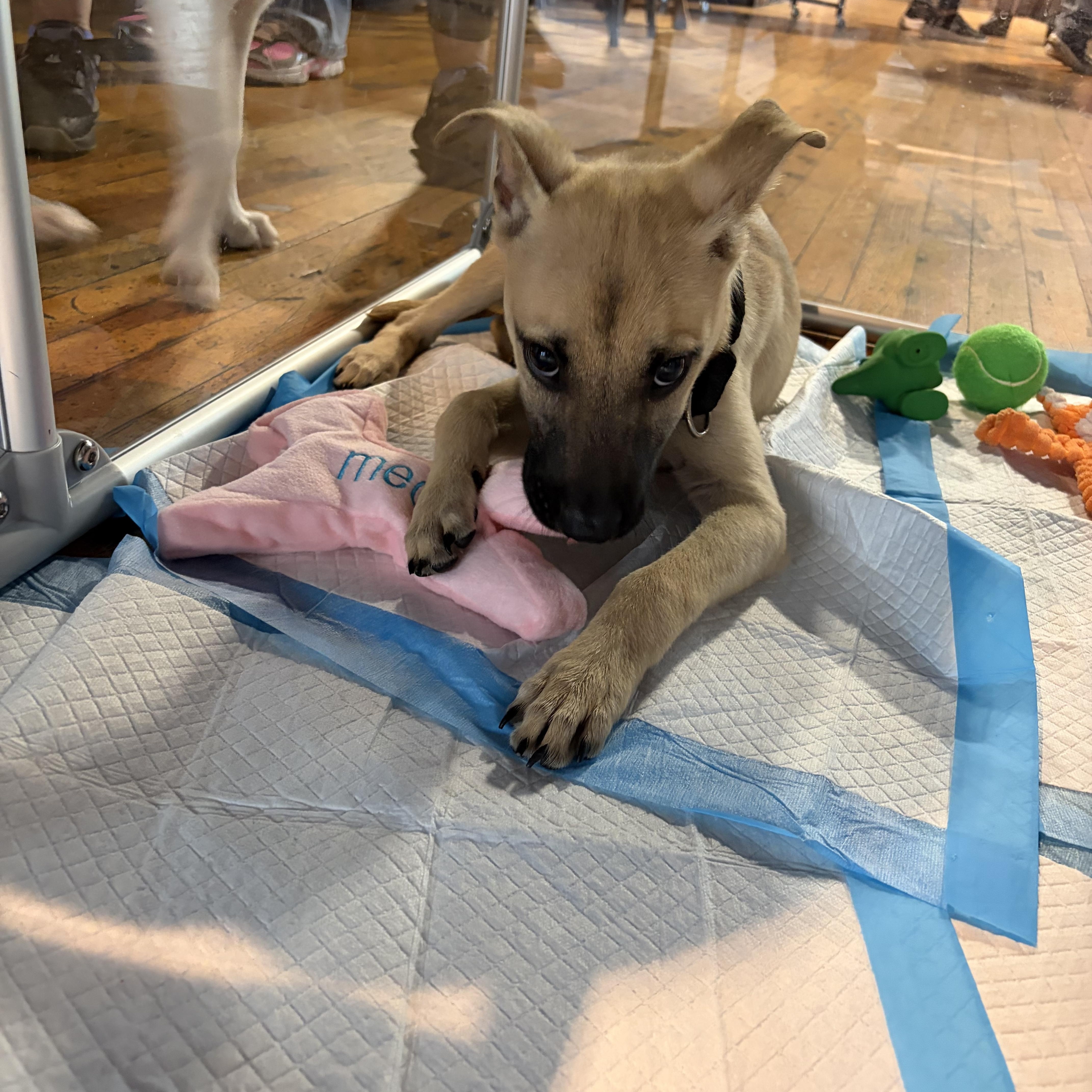 Enlarge Ritz, a Adoptable mixed breed in Copiague, NY image 5/6