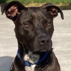 Enlarge ASHER (518), a Adoptable mixed breed in Indiantown, FL image 1/6