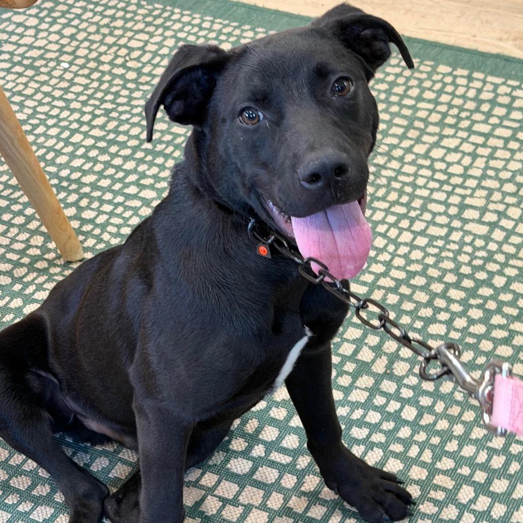 Enlarge ASHER (518), a Adoptable mixed breed in Indiantown, FL image 4/6