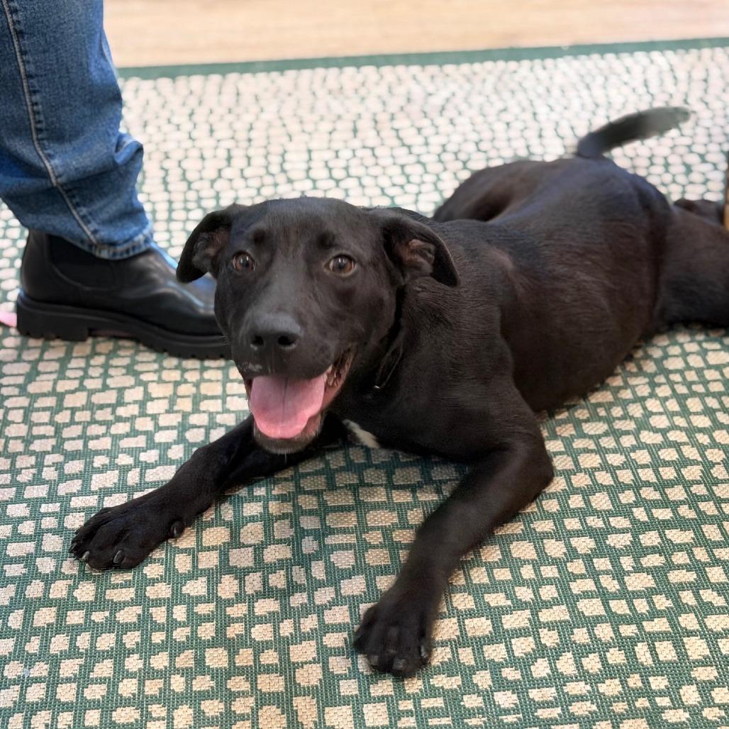 Enlarge ASHER (518), a Adoptable mixed breed in Indiantown, FL image 5/6