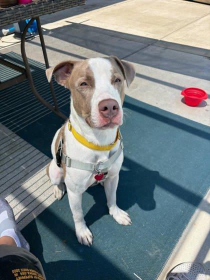 Enlarge Dale, a Adoptable mixed breed in Munster, IN image 1/3