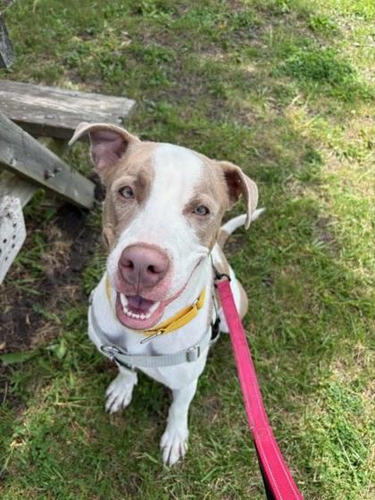 Dale, Adoptable, Adult Male Mixed Breed & Mixed Breed.