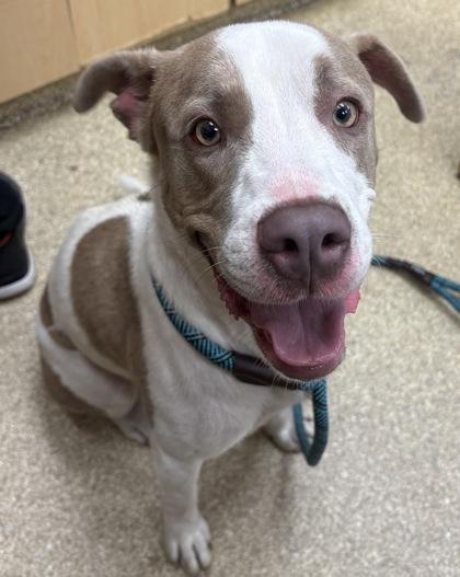 Dale, Adoptable, Adult Male Mixed Breed & Mixed Breed.
