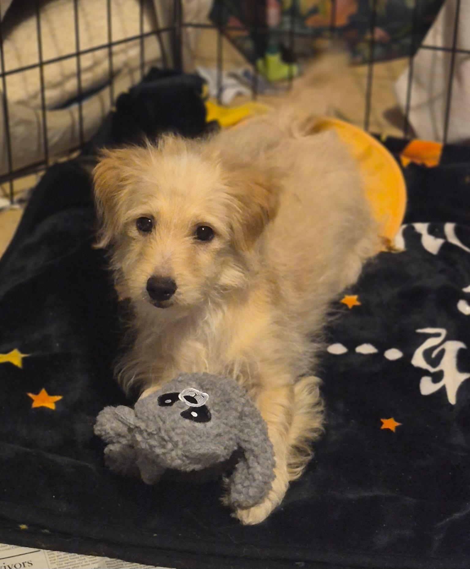 Krypto, an adopted mixed breed in Los Angeles, CA image 2/3