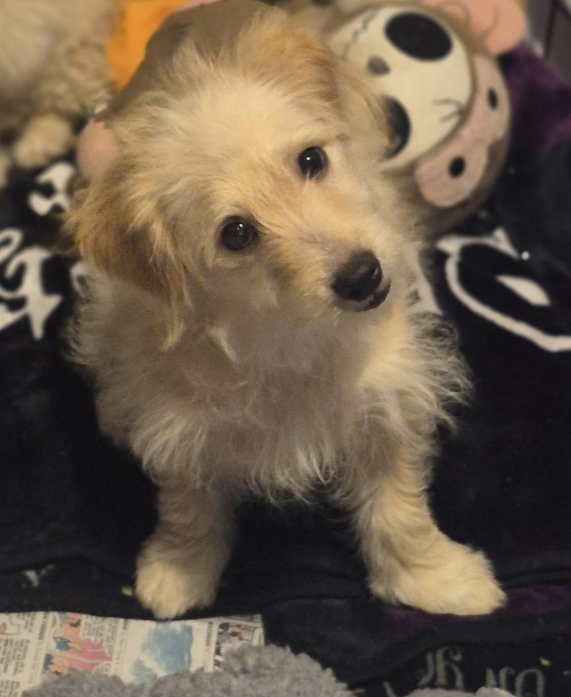 Krypto, adopted, Puppy Male Maltipoo & Shih Tzu.