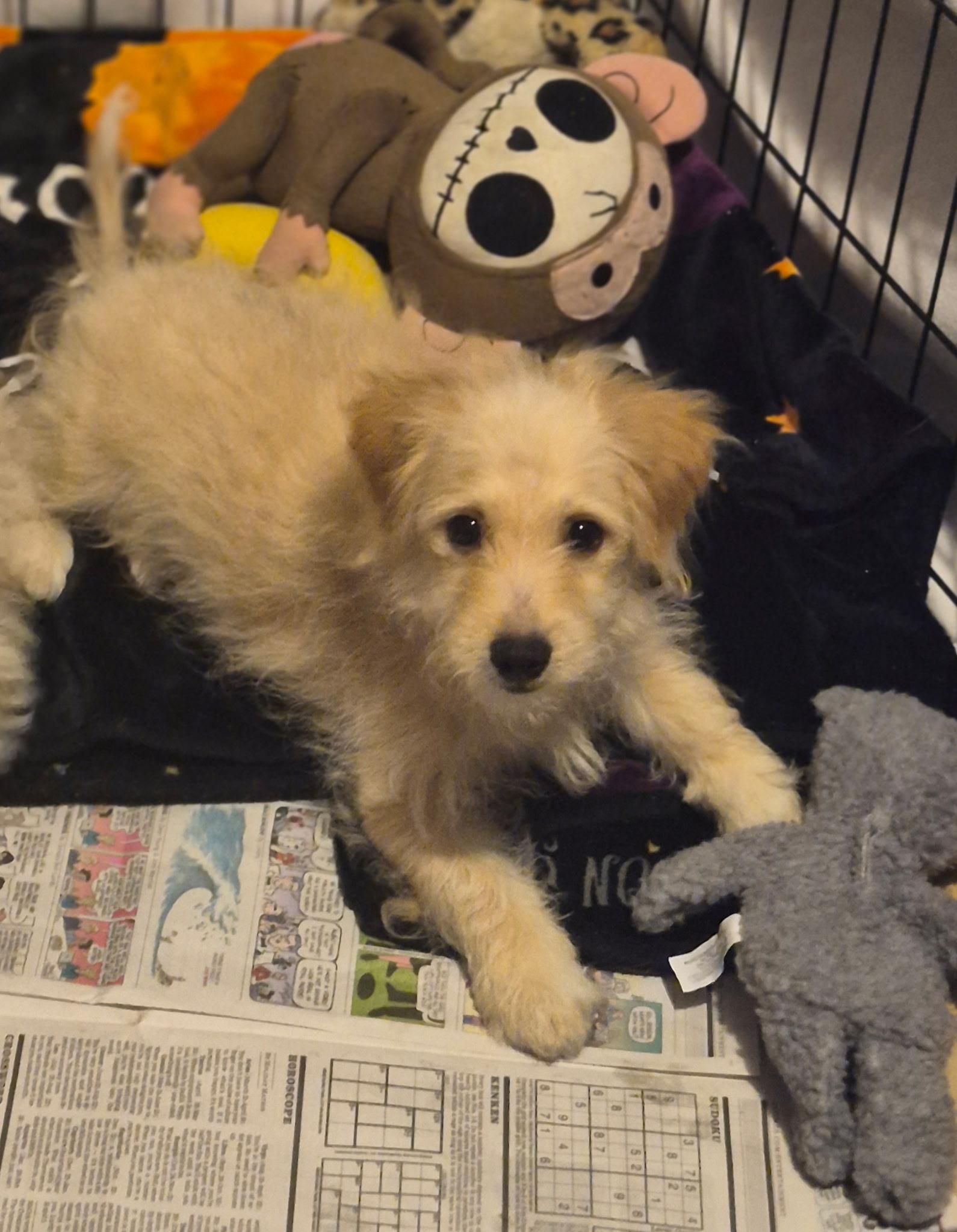 Krypto, an adopted mixed breed in Los Angeles, CA image 3/3