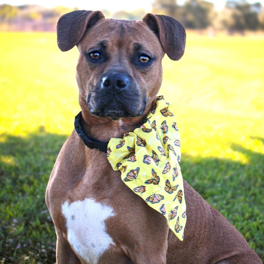 Cowgirl, a Adoptable Mixed Breed in Lake Jackson, TX image 1/3
