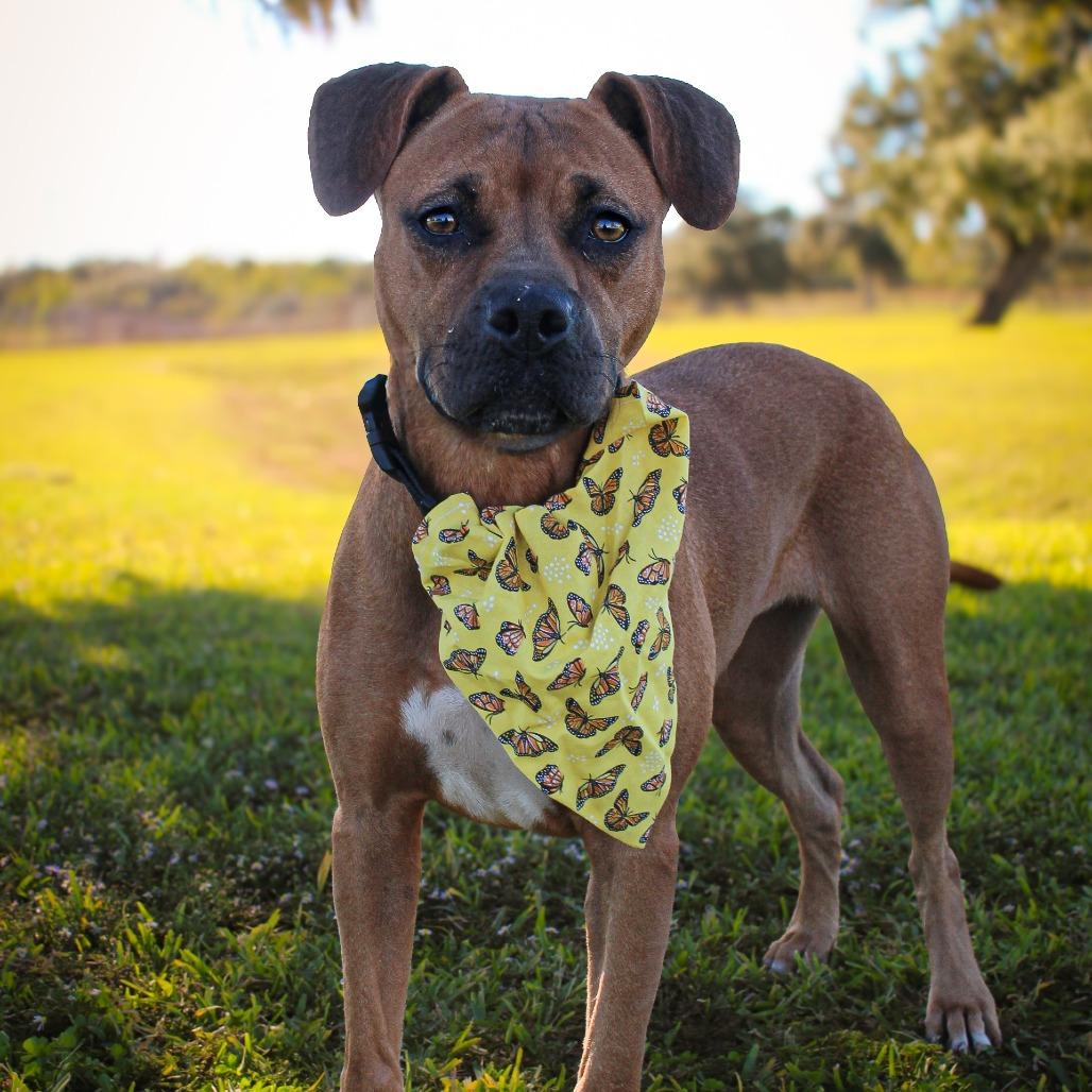 Cowgirl, Adoptable, Adult Female Mixed Breed.