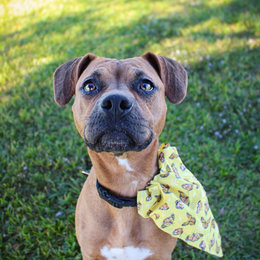 Cowgirl, a Adoptable Mixed Breed in Lake Jackson, TX image 2/3