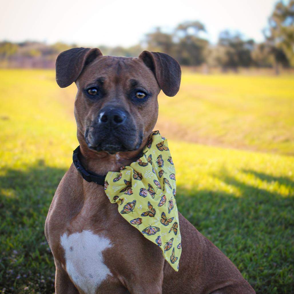 Cowgirl, a Adoptable Mixed Breed in Lake Jackson, TX image 3/3