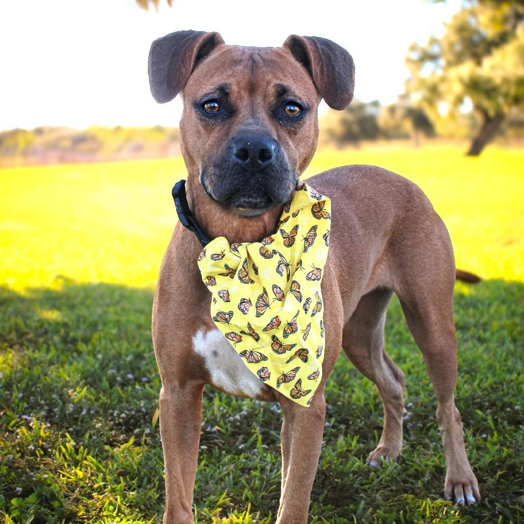 Cowgirl, a Adoptable Mixed Breed in Lake Jackson, TX image 2/3