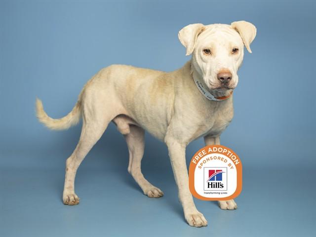 MILO, Adoptable, Young Male Labrador Retriever & Mixed Breed.