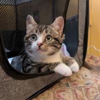 Enlarge Tortellini, a Adopted Domestic Short Hair in Montreal, QC image 1/3