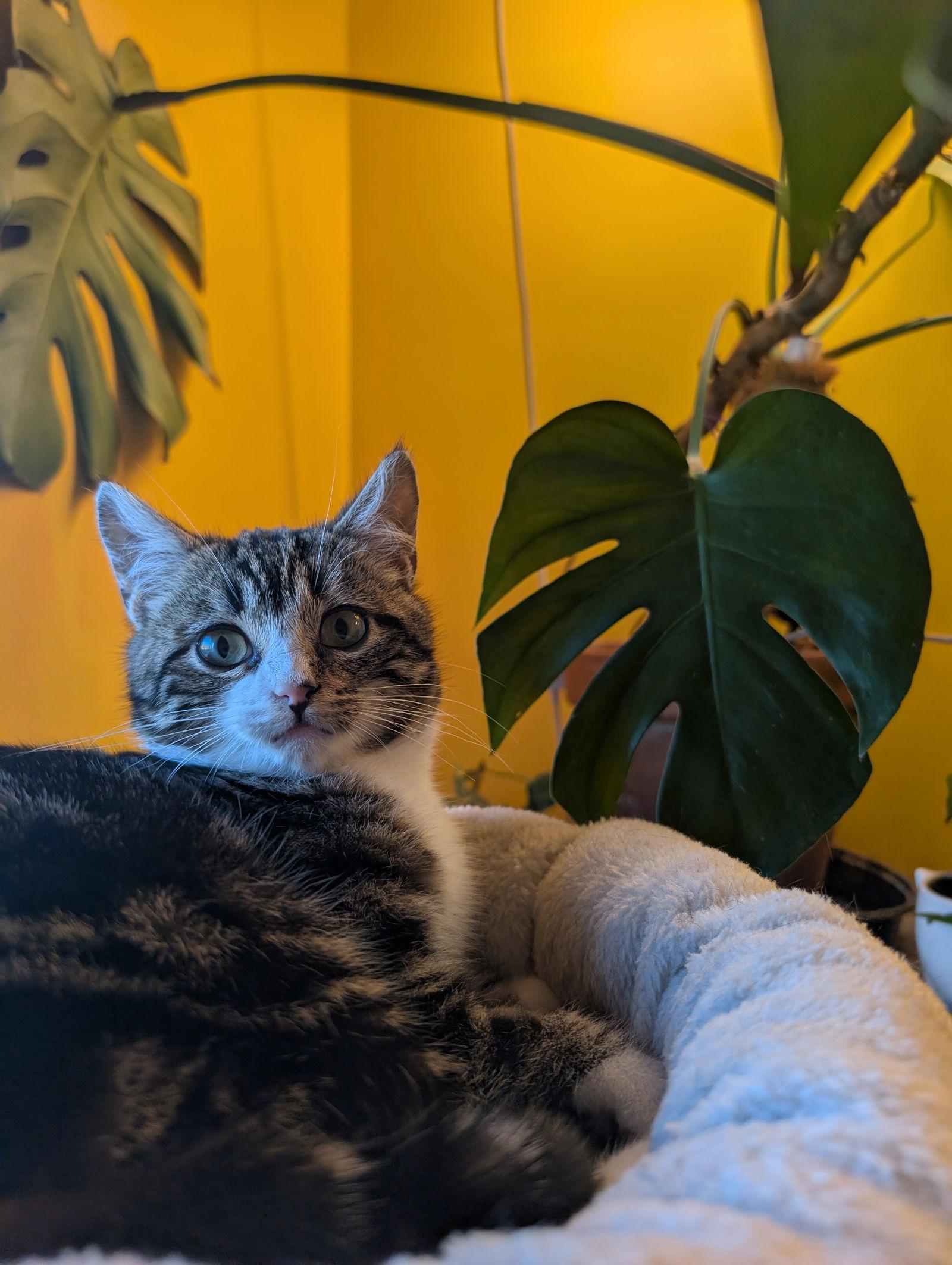 Enlarge Tortellini, a Adopted Domestic Short Hair in Montreal, QC image 2/3