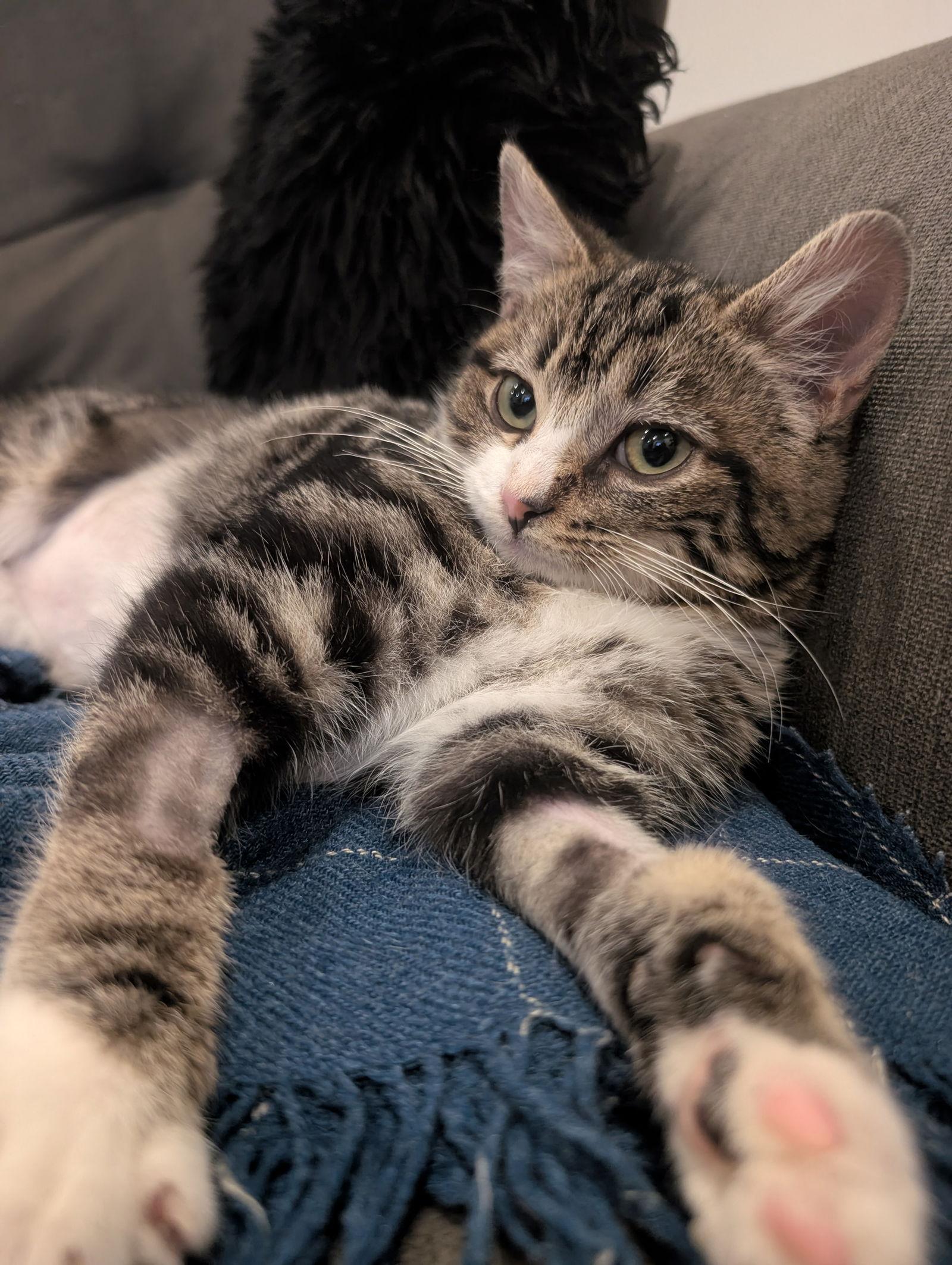 Enlarge Tortellini, a Adopted Domestic Short Hair in Montreal, QC image 3/3