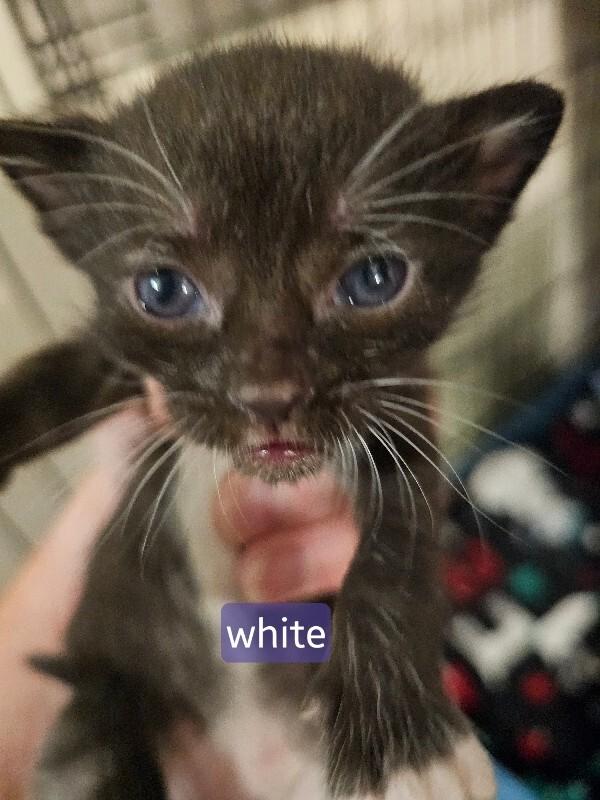 Uma, Adoptable, Kitten Female Tabby.
