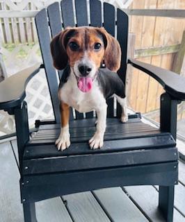 Rayne, Adoptable, Puppy Male Beagle & Hound.