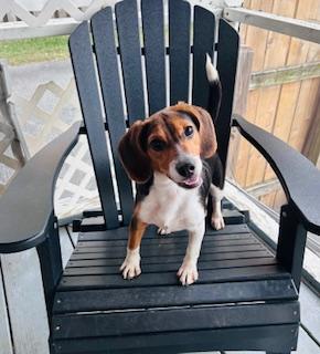 Rayne, a Adoptable mixed breed in Glen Allen, VA image 2/2