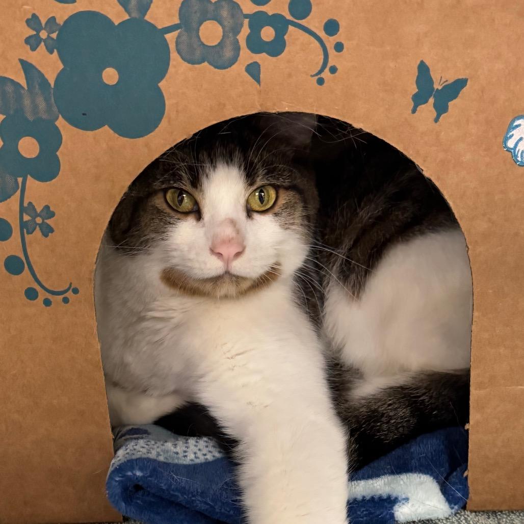 Angel (Chow Hound Standale), Adoptable, Adult Male Domestic Short Hair.