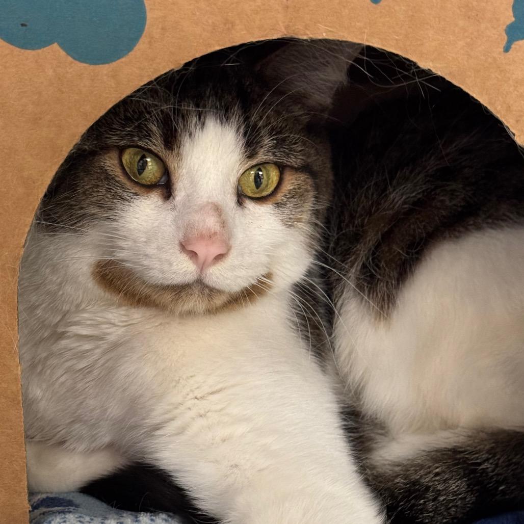 Enlarge Angel, a Adoptable Domestic Short Hair in West Olive, MI image 3/6