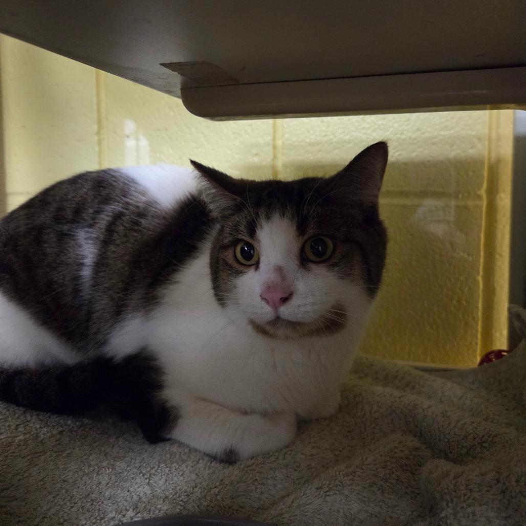 Enlarge Angel, a Adoptable Domestic Short Hair in West Olive, MI image 4/6