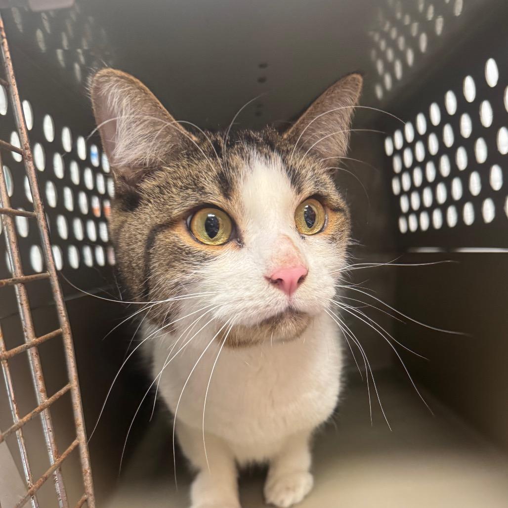 Enlarge Angel, a Adoptable Domestic Short Hair in West Olive, MI image 5/6