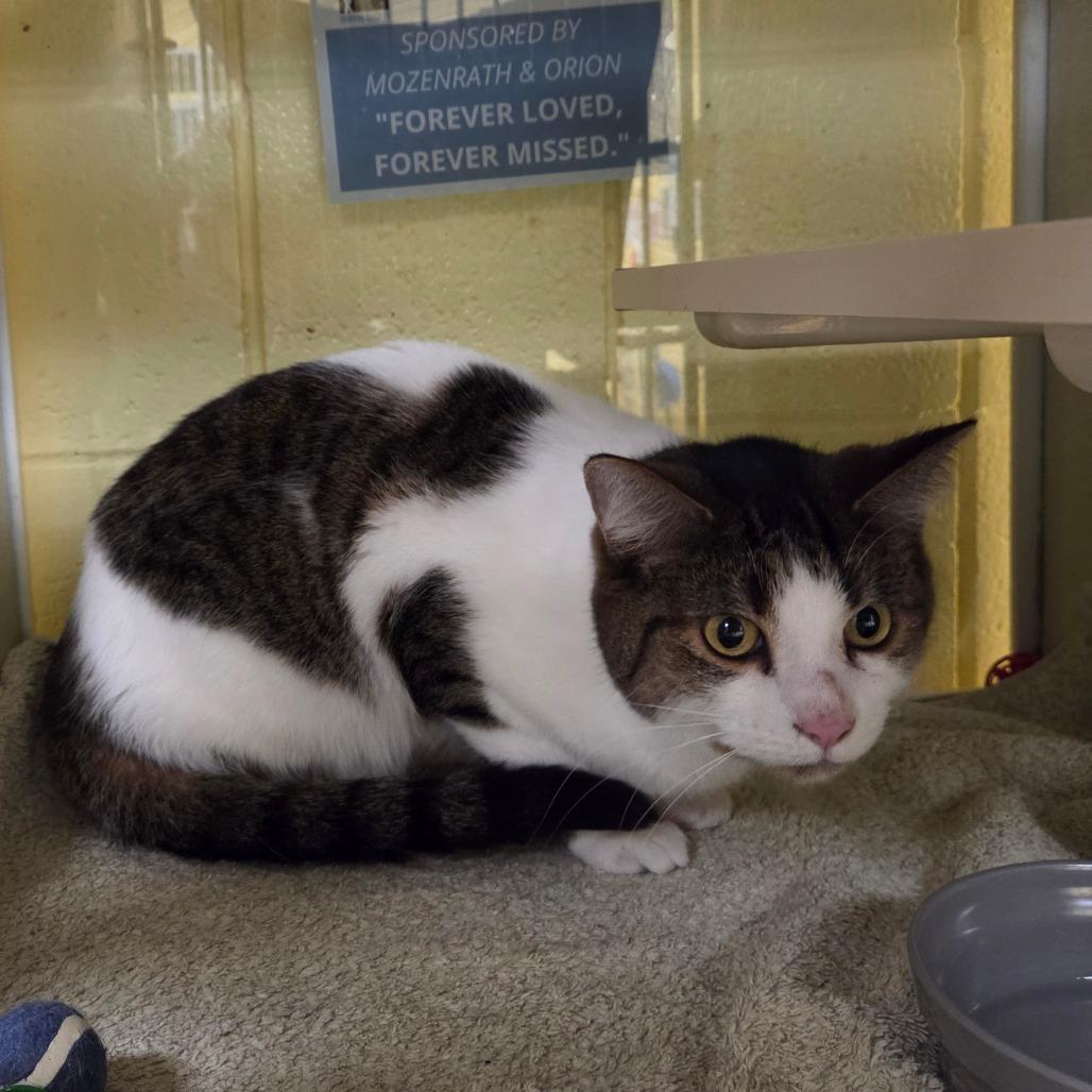 Enlarge Angel, a Adoptable Domestic Short Hair in West Olive, MI image 6/6