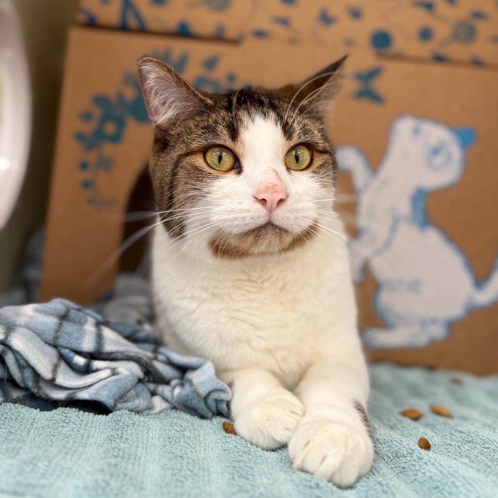 Enlarge Angel (Chow Hound Standale), a Adoptable Domestic Short Hair in West Olive, MI image 6/6