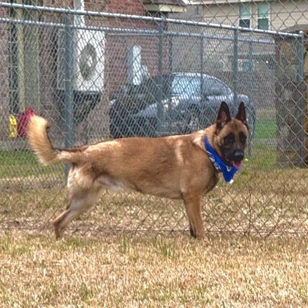 Balto, Adoptable, Adult Male Belgian Shepherd / Malinois & German Shepherd Dog.