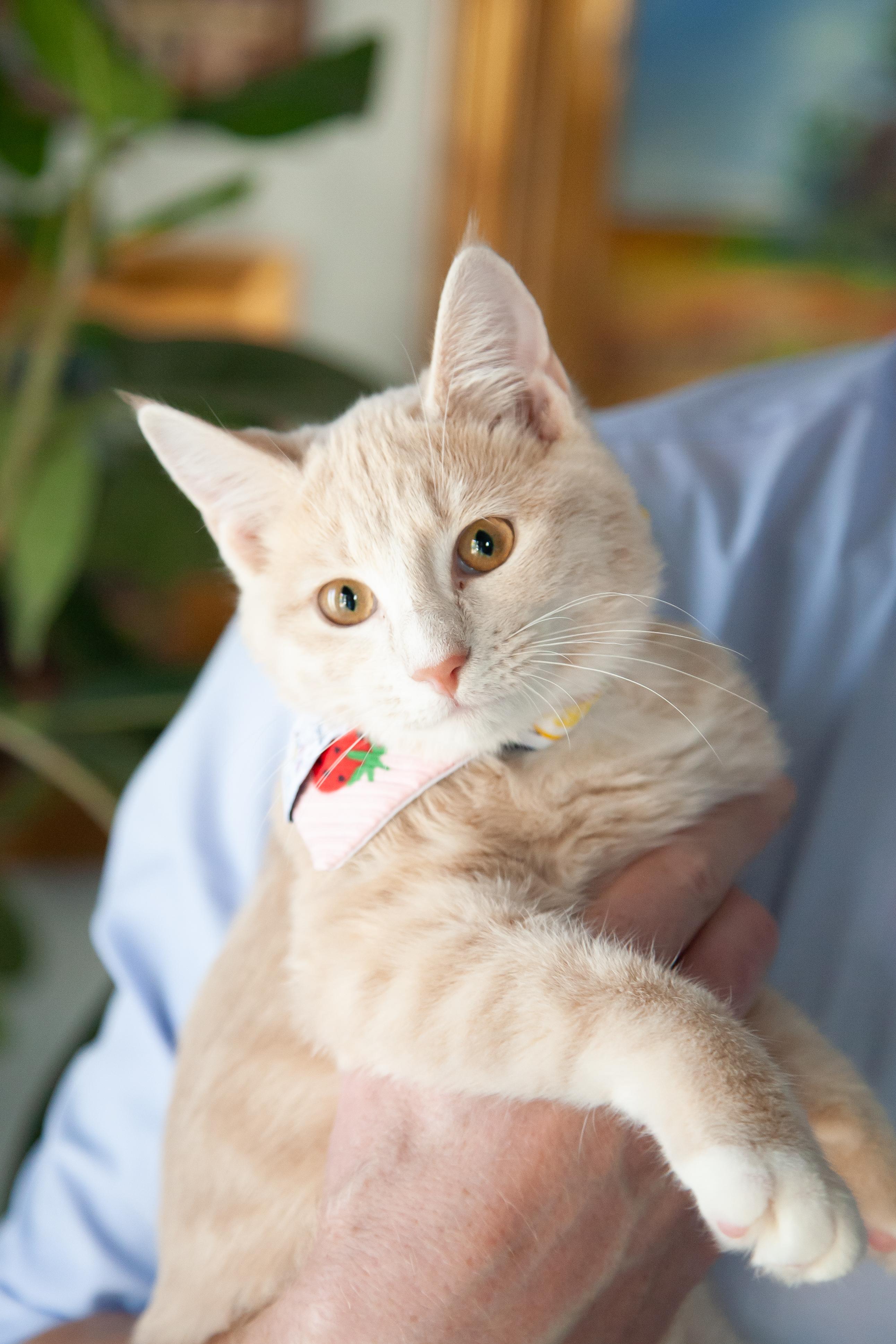 Enlarge Charlotte, a Adoptable Domestic Short Hair in Nashville, TN image 2/5