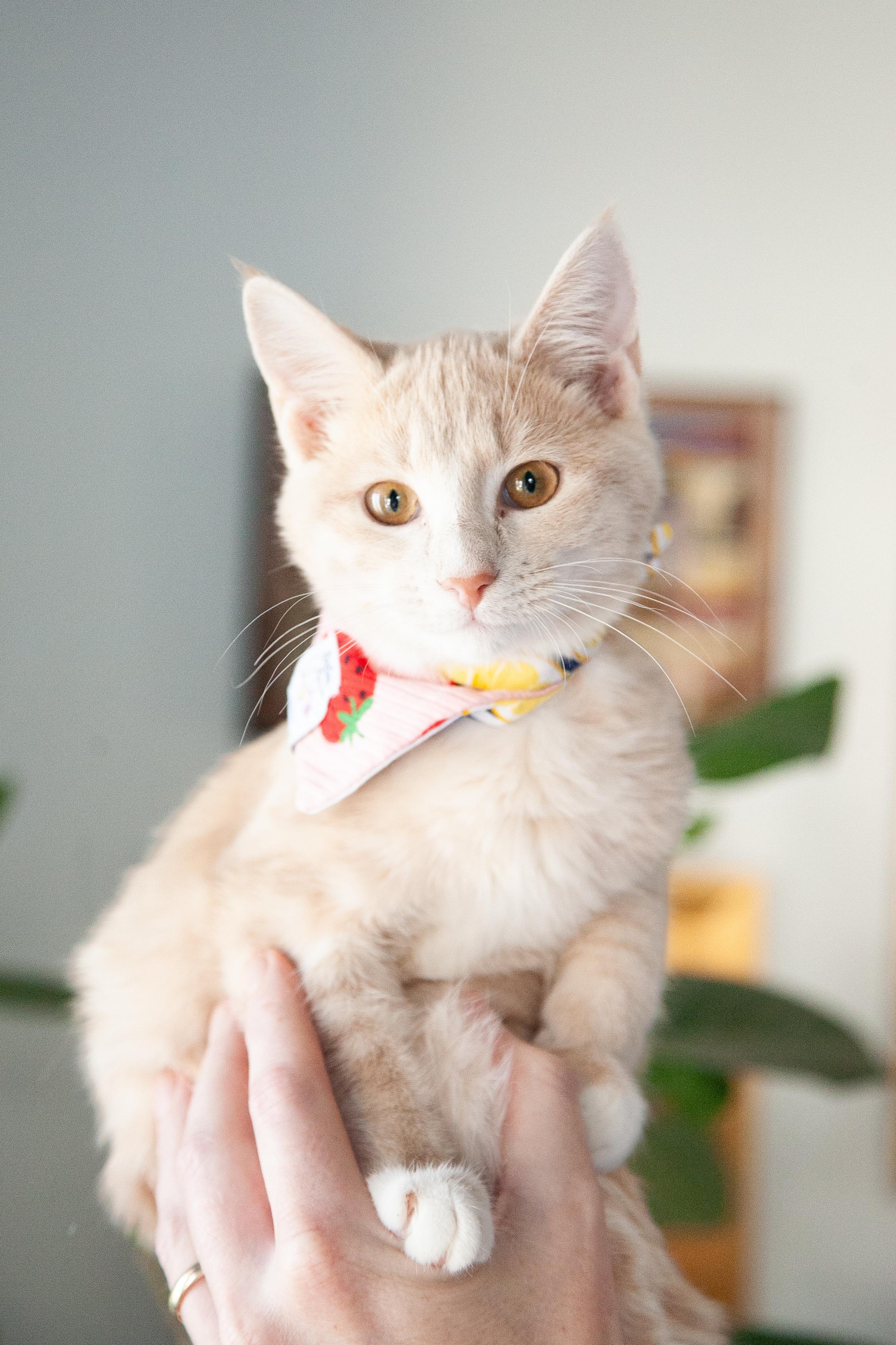 Charlotte, Adoptable, Young Female Domestic Short Hair.