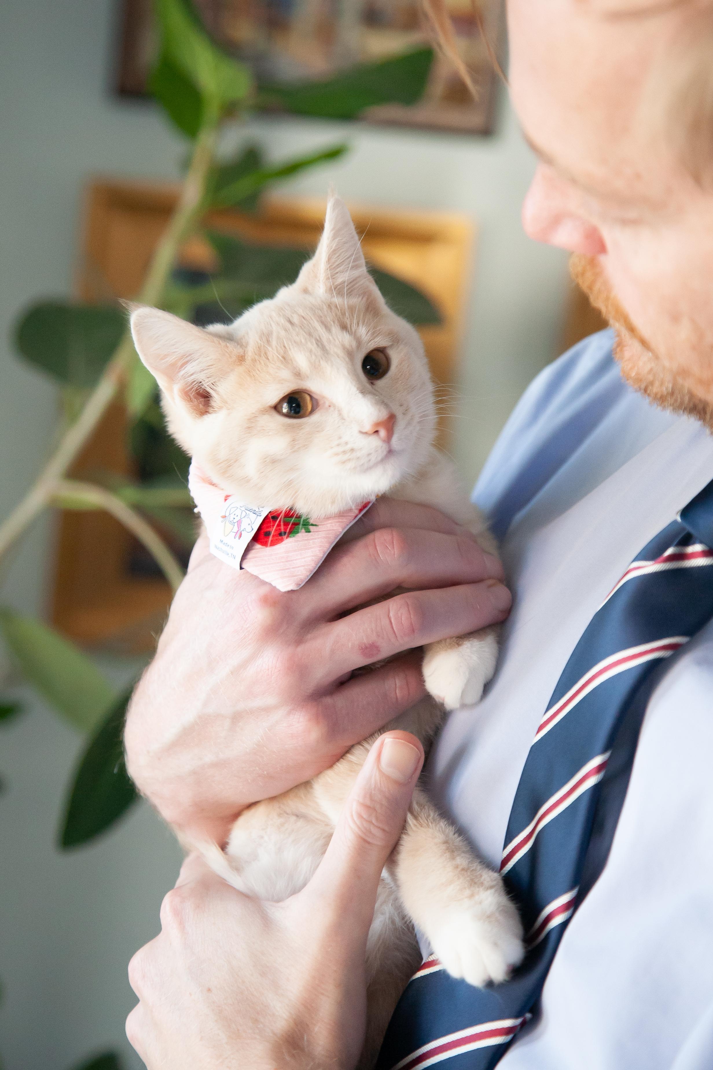Enlarge Charlotte, a Adoptable Domestic Short Hair in Nashville, TN image 4/5