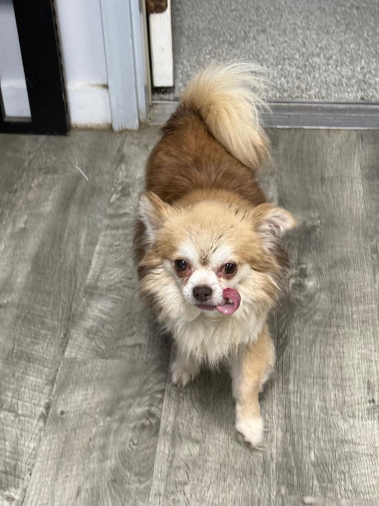 Doc, Adoptable, Senior Male Chihuahua & Mixed Breed.