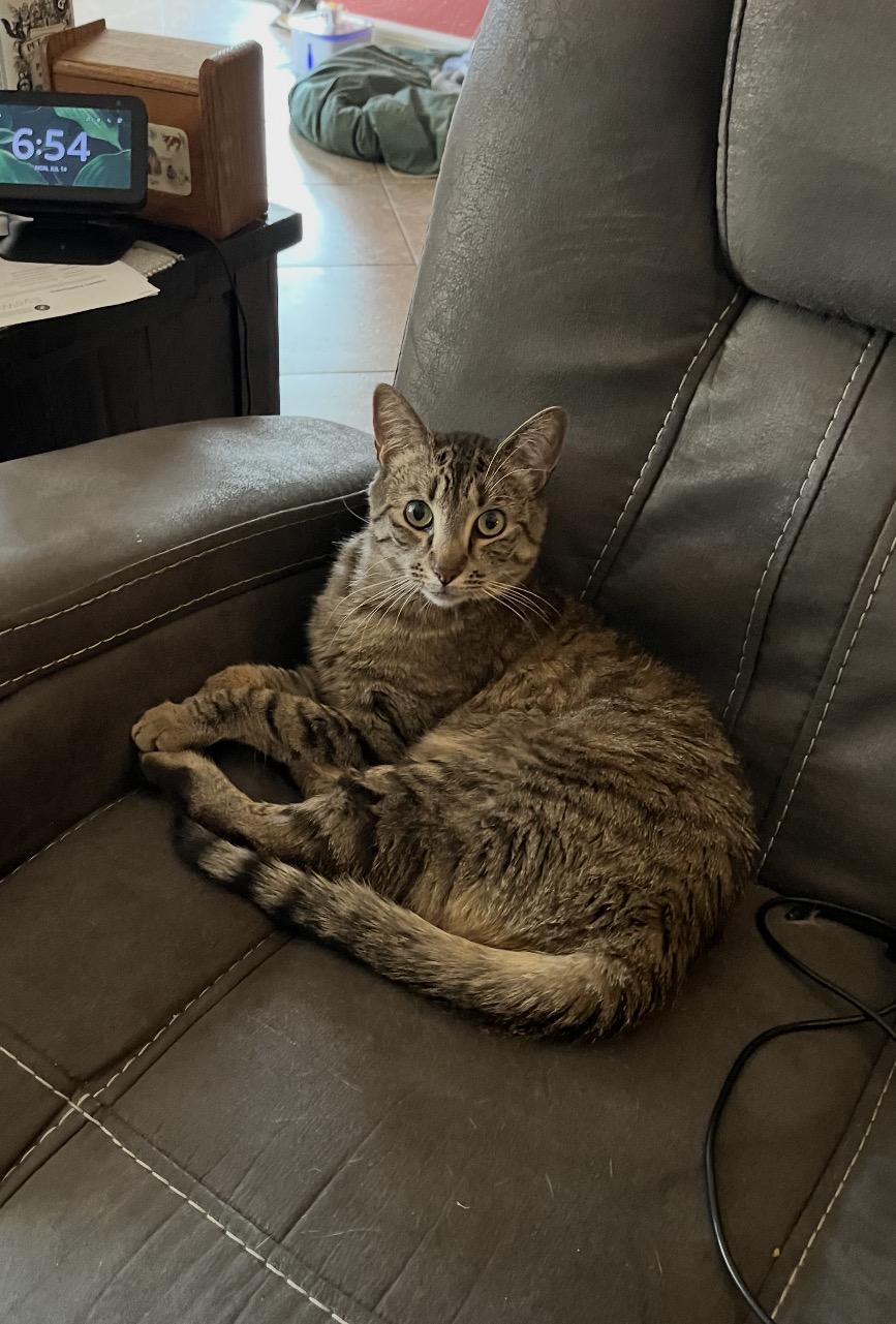 Norman, a ADOPTABLE Tabby in Gilbert, AZ image 1/3