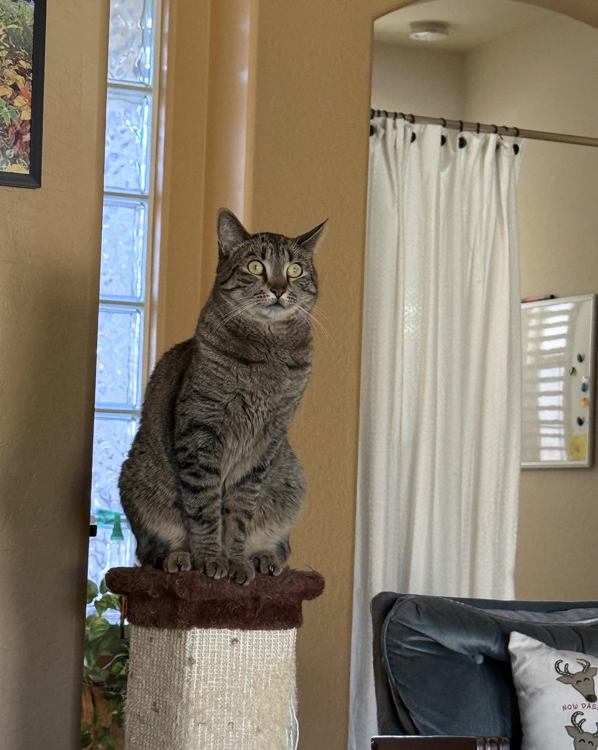 Norman, a ADOPTABLE Tabby in Gilbert, AZ image 3/3